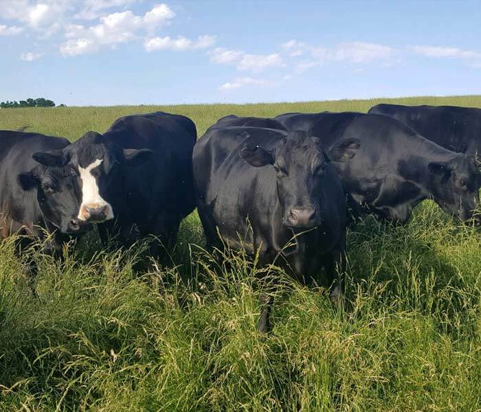 Beef Cattle in Lush Pasture