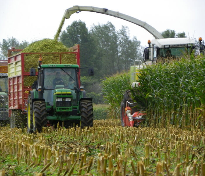 Chopping Corn