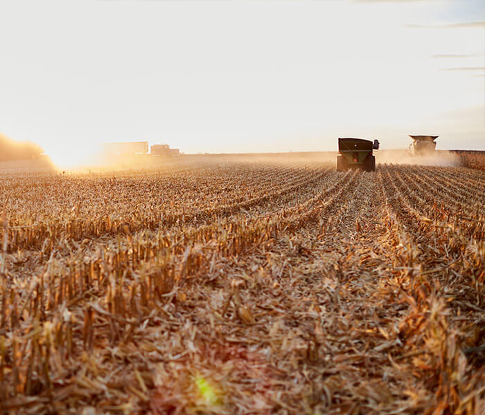 Corn Harvest