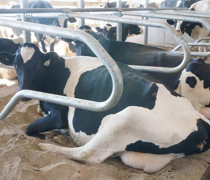 Cow in Sand Bedding