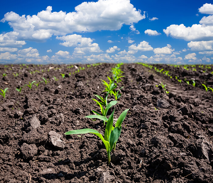 Emerging Corn Plant