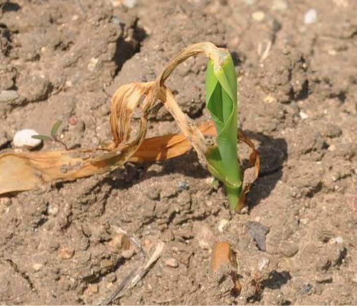 New growth after frost damage in corn