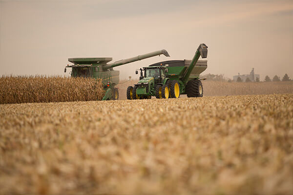 Corn Harvest