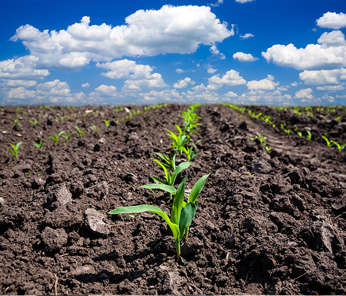 Emerging Corn