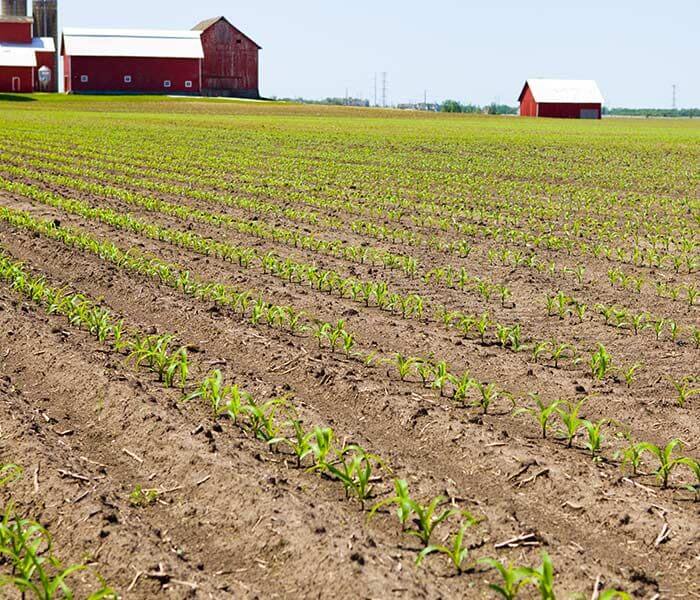 nitrogen deficient corn field
