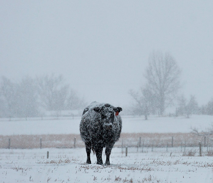 Beef Cattle Pasture