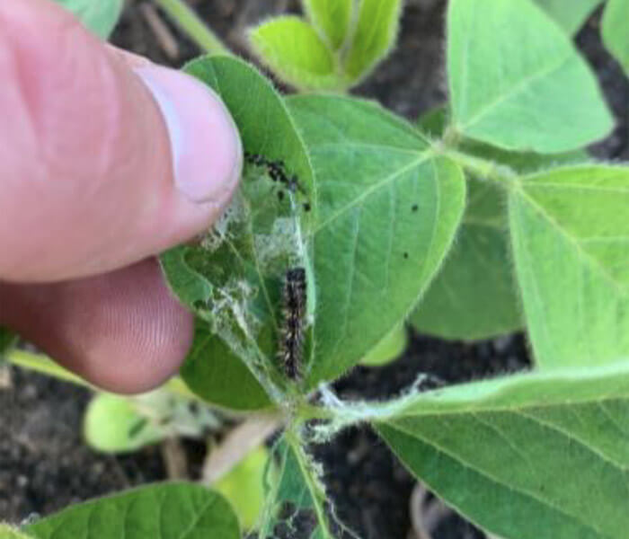 Soybean Thistle Caterpillar