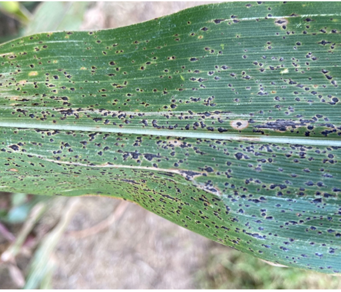 Tar Spot