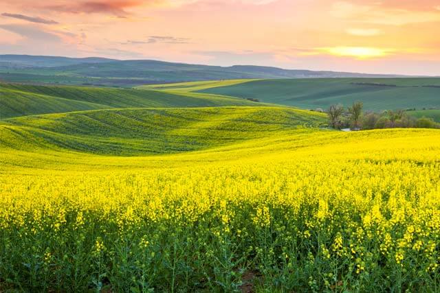 canola