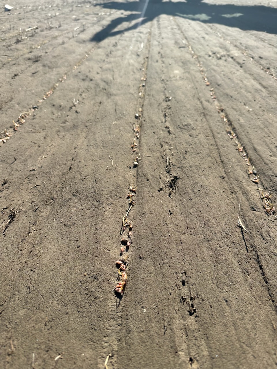 Exposed Seedbed After Wind 5.15.26