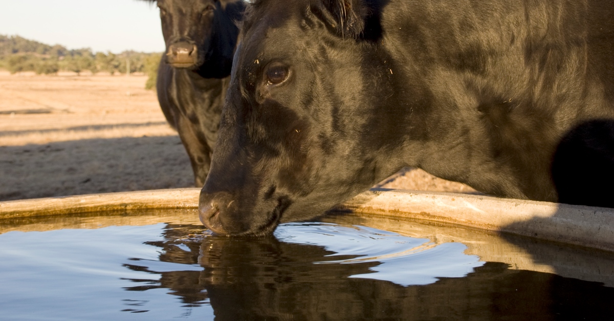 Beef cow drinking water