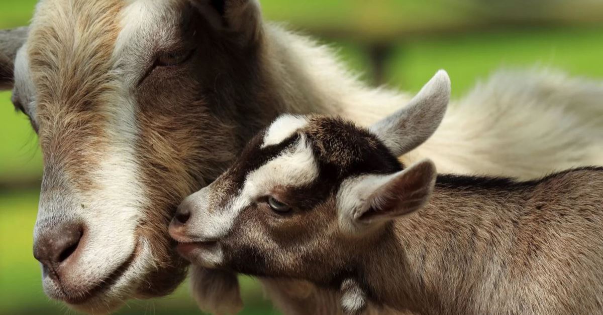 Mother Goat & Kid