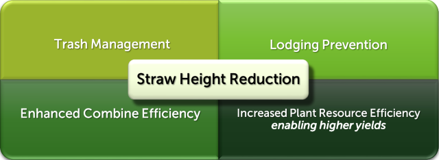 straw-height-reduction-image-for-strong-straighter.png