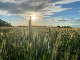 Hybrid Fall Rye