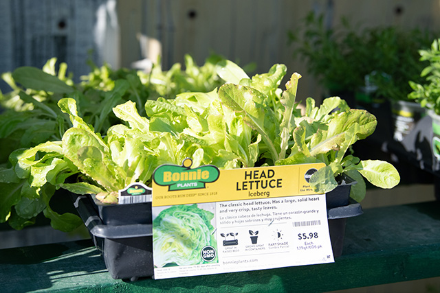 A close up of a head of lettuce ready for planting.