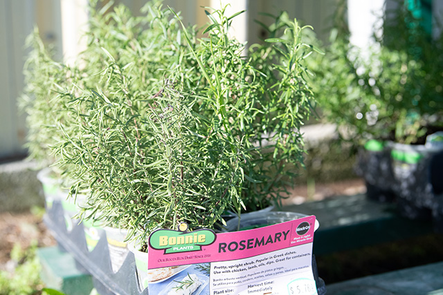 A close up of a rosemary plant ready for planting.