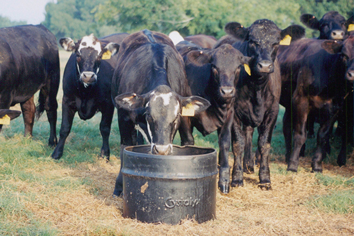 Cows eating from a feed tub in a grassy field.