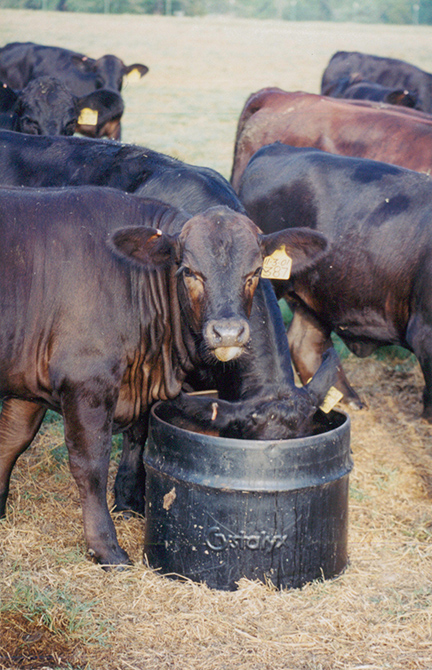 Cows eating from a feed tub.