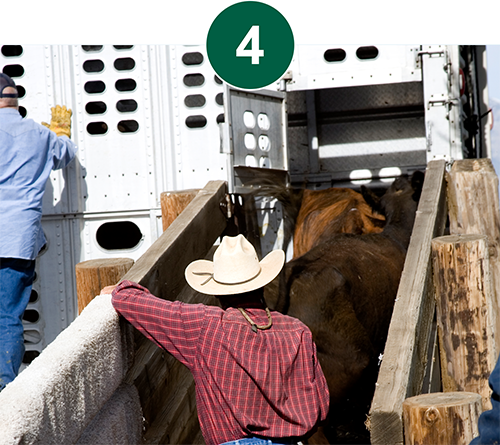loading cattle into a trailer