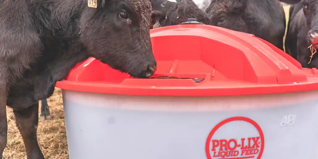 A cow eating from a Pro-Lix Liquid Feed trough.