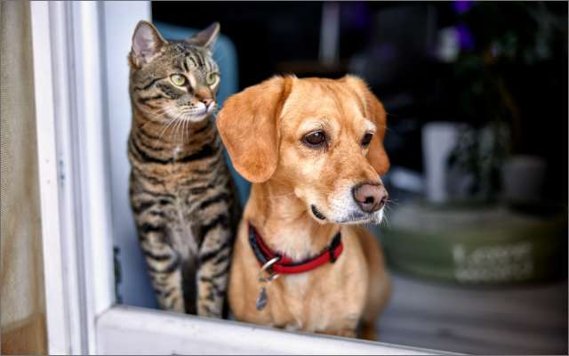 Dog & Cat