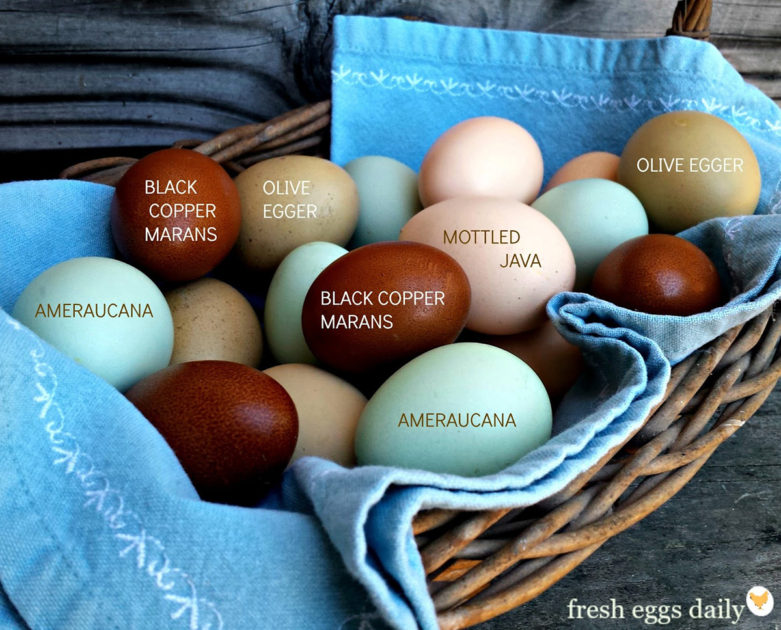 Colored Eggs, Chicken, Hen
