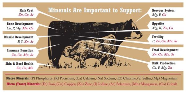 cattle mineral