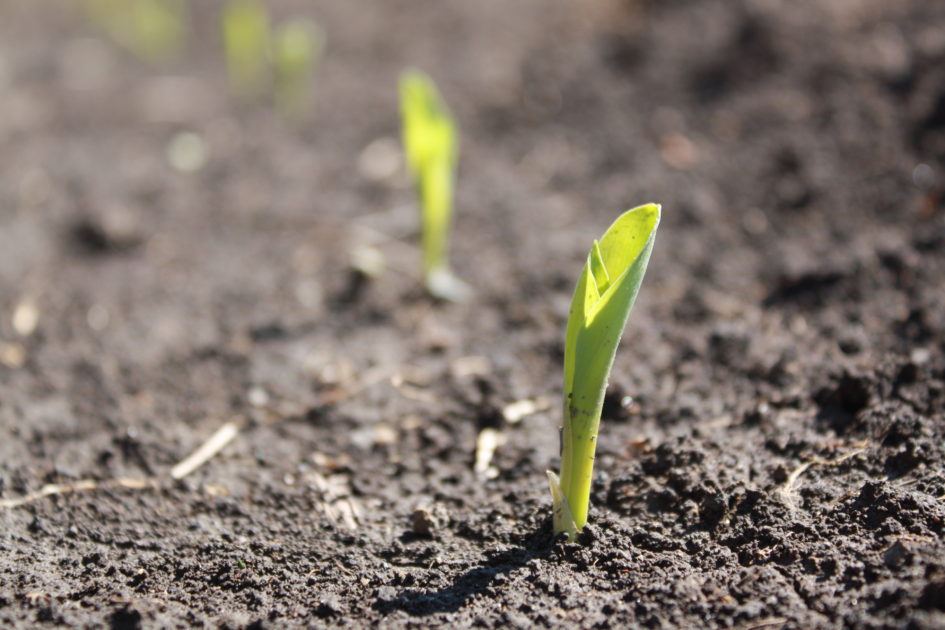 Corn Seedling, In-Furrow Plant Growth Regulator, Ascend