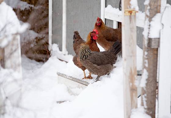 backyard flock, chicken in the winter