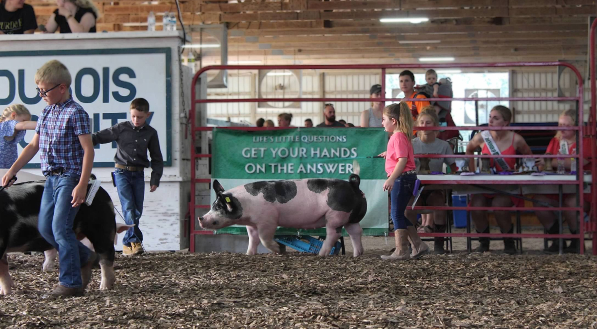 4H Fair Week What It's All About Superior Ag