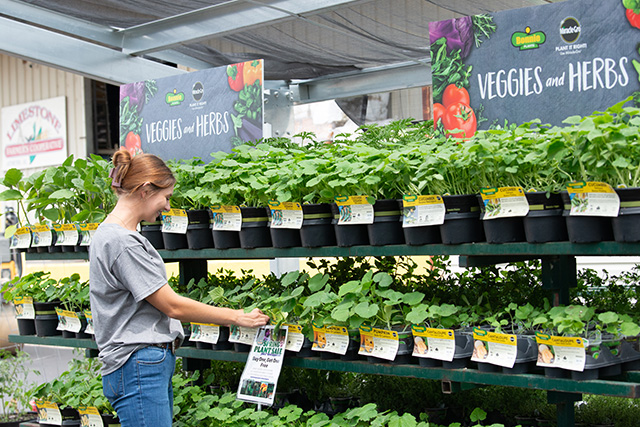 A worker reaching for a plant on a display with other plants.