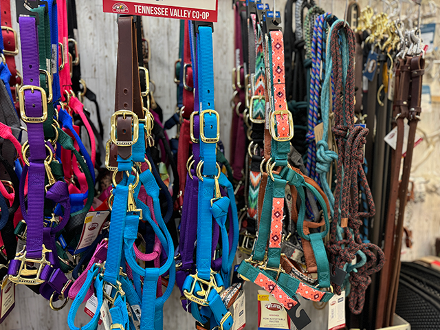 equine halters