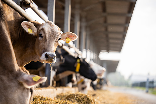 Cattle eating feed, one of the cows is looking at the camera.