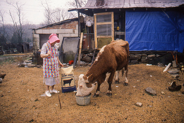 Co-op dairy feed