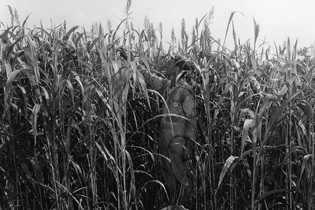 A farmer checking his corn