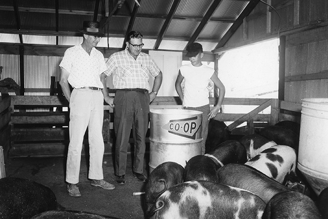 Farmers feeding pigs with Co-op feeds