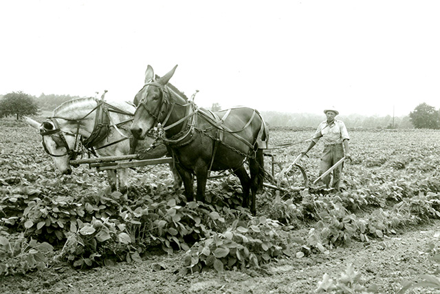 A farmer plowing his fields