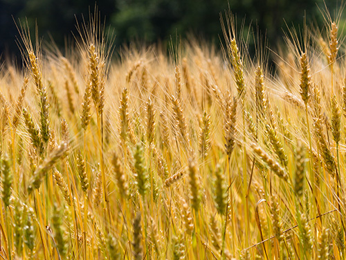 Wheat growing in a field.