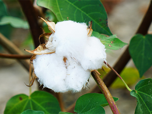 Up close of a cotton plant