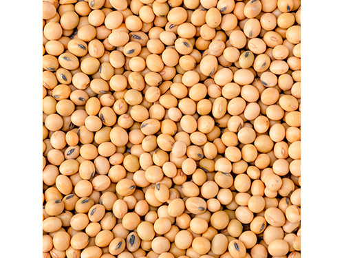 An up close photo of a pile of soy beans.