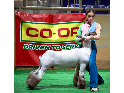 A girl showing her sheep at a Tennessee Fair