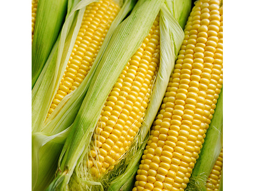 An up close look at ears of corn with their husks still on.