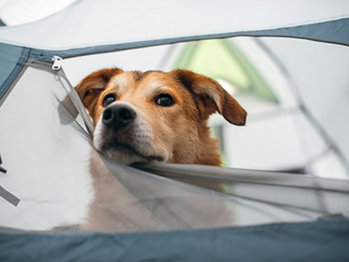 A dog looking out of a tent while resting its chin on the zipper door.