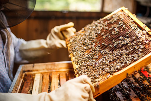 2023's Best States for Beekeeping