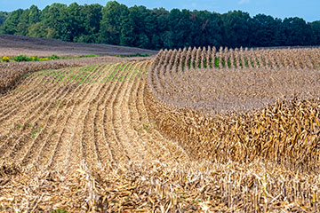 CORN HARVEST 2023  A Record Crop? 