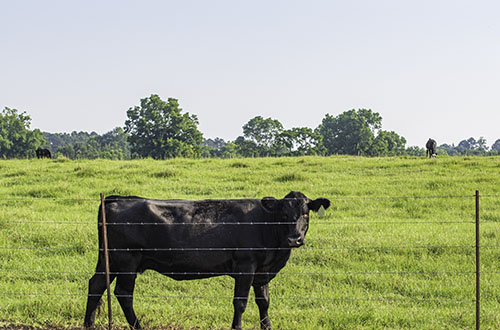 Efficient grazing begins with fencing