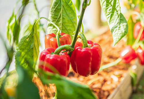 How To Grow Sweet Red Peppers - And Get Them To Turn Red Too!