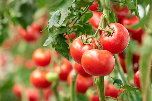 4 Best Types of Tomatoes to Grow for Your Favorite Recipes