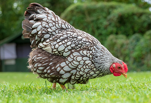 A Guide to Wyandotte Chickens