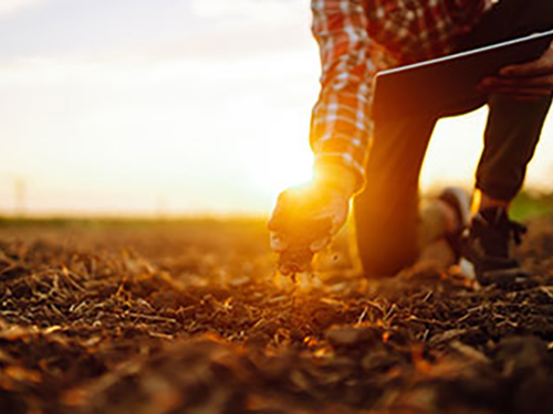 A farmer kneeling in a field at sunrise observing the soil.